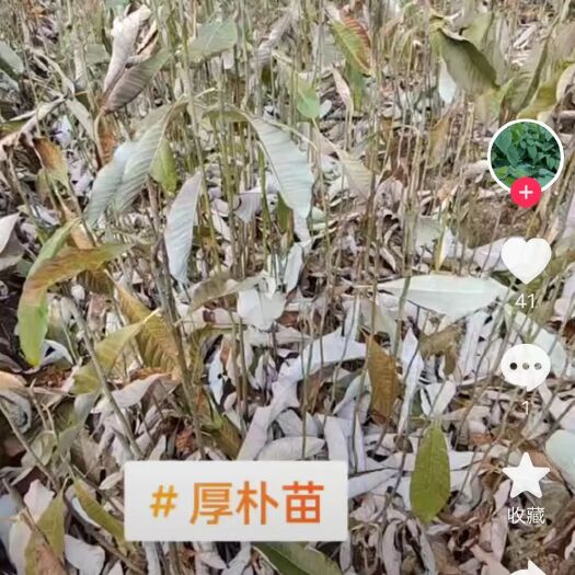 巴东县朴树苗