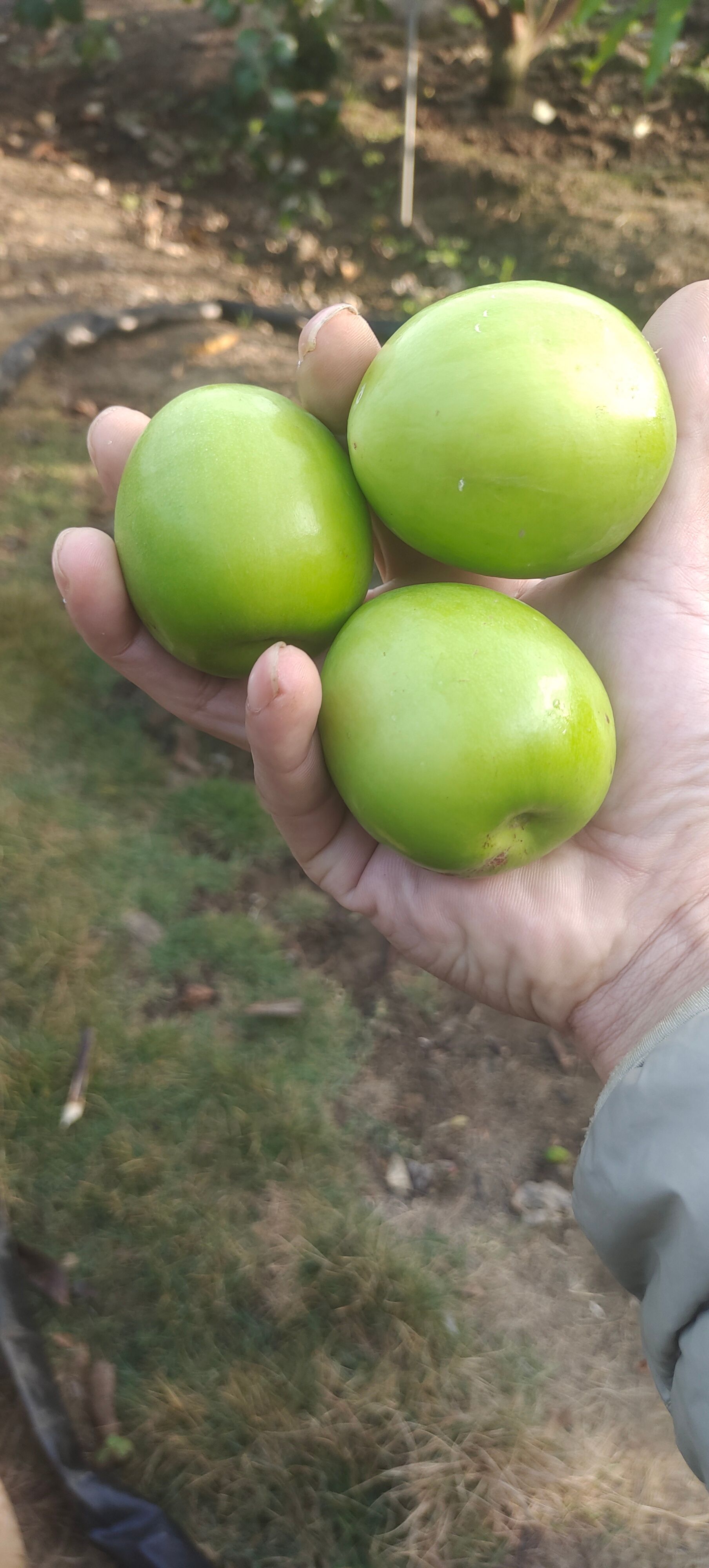 雷州青枣，产地直供，全国发货