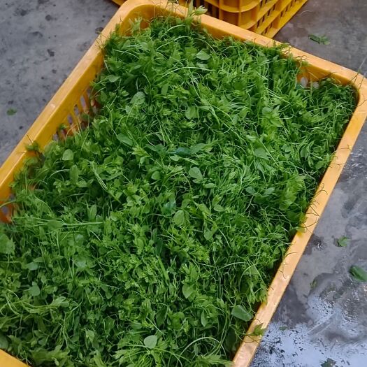 大新县姑娘菜包邮28一斤三斤起发货