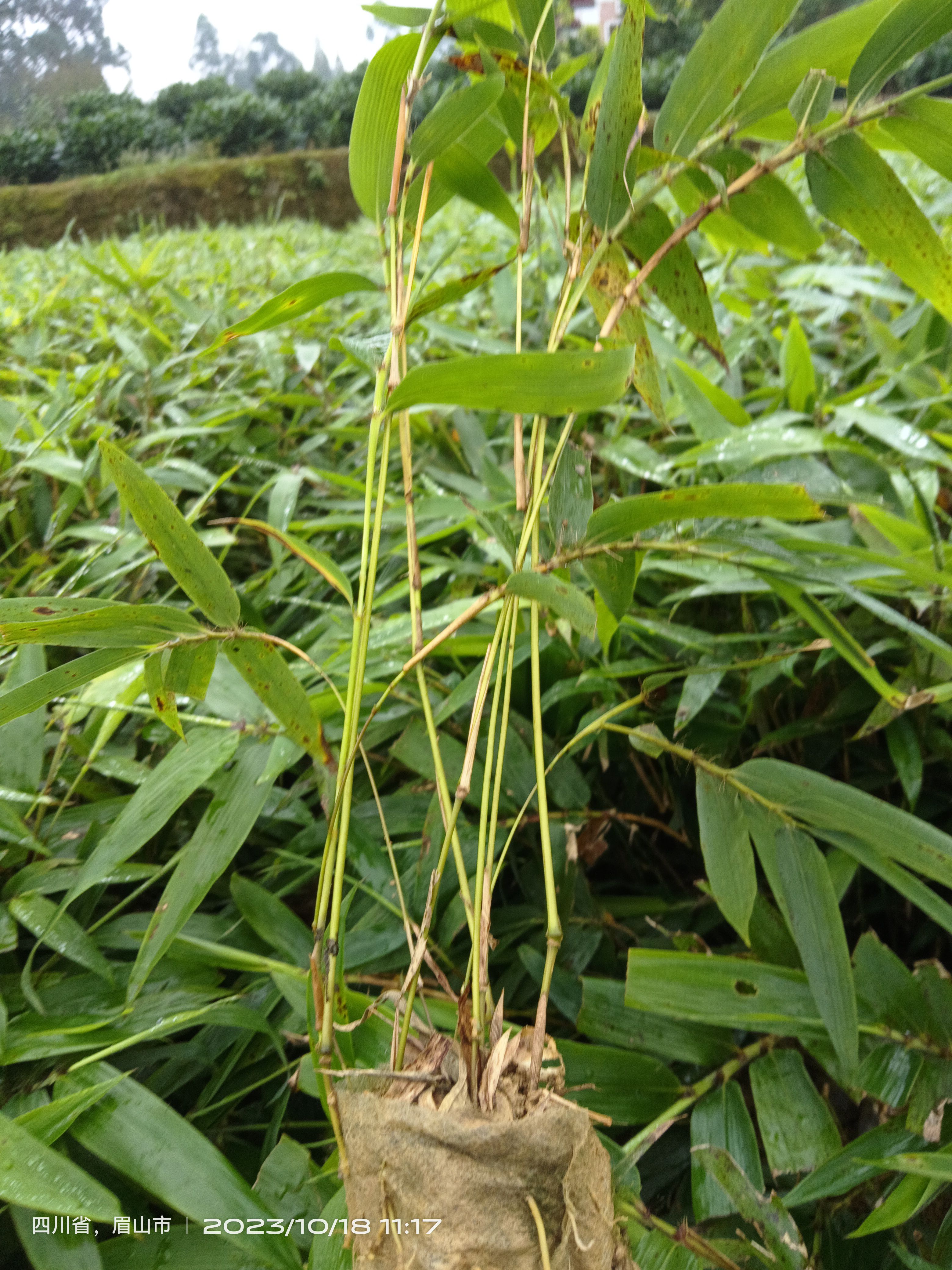 金佛山方竹杯苗