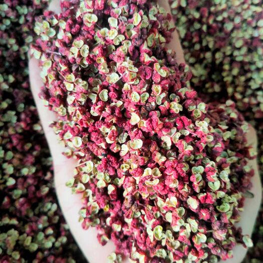 陇南红花椒 甘肃武都花椒