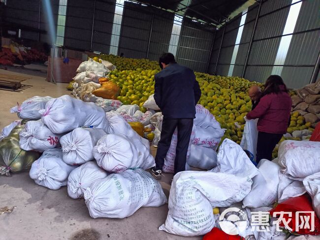 南康沙田柚！大量供应大果！中果！