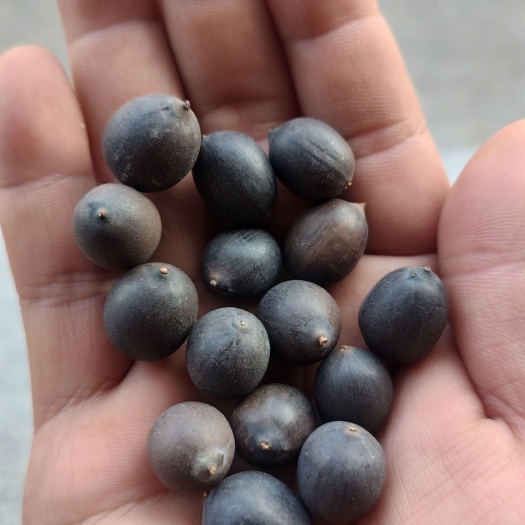 洪湖市新季湖北莲子，铁莲子，颗粒饱满圆润