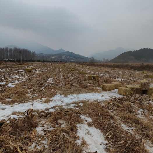 滦平县玉米草块过冬草   无膜地