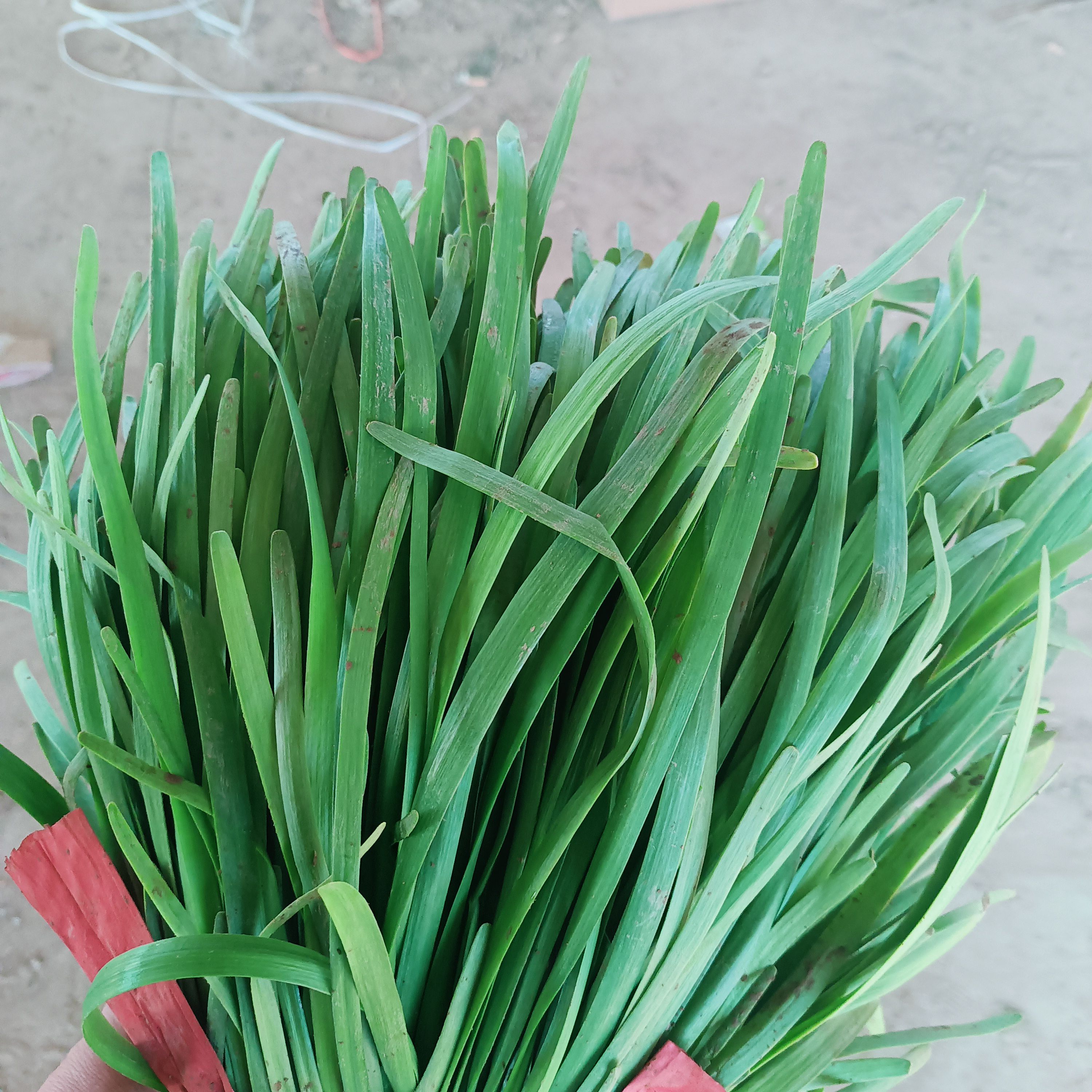 韭菜大量供应