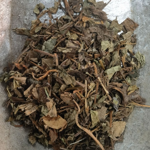 西安鱼腥草