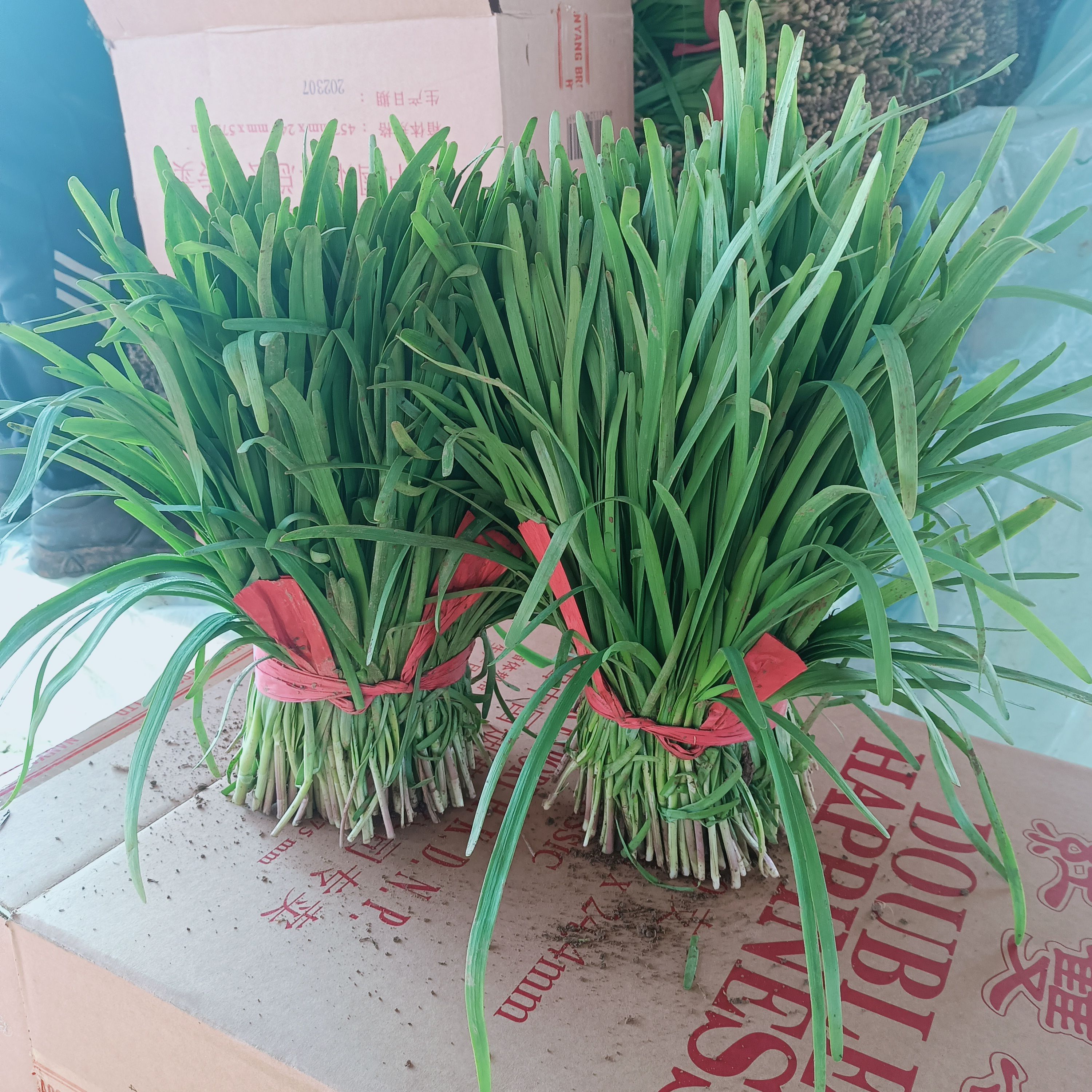 韭菜大量供应