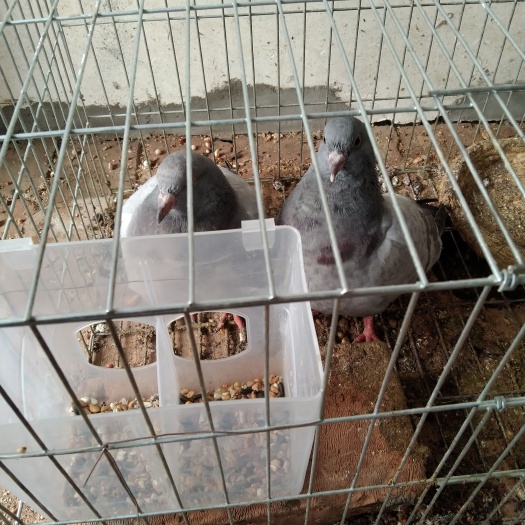 宁晋县肉鸽