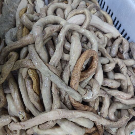 深圳【出成率高】少油多油熟度可选，飞水牛肠牛小肠圆肠