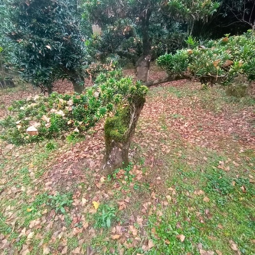 桂林造型，成形，地景，素材，拿弯，精品，贵妃，雀舌，小叶罗汉松