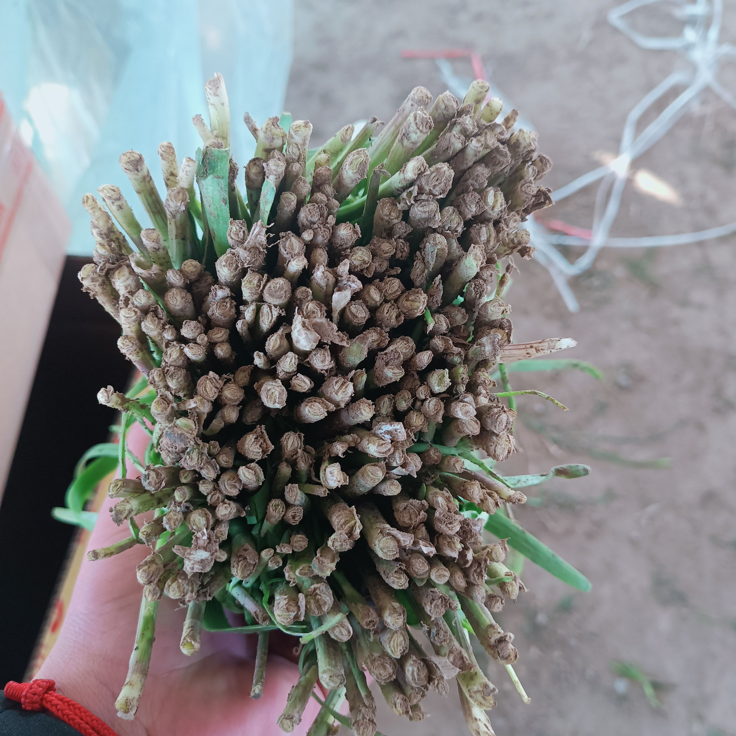 韭菜大量供应