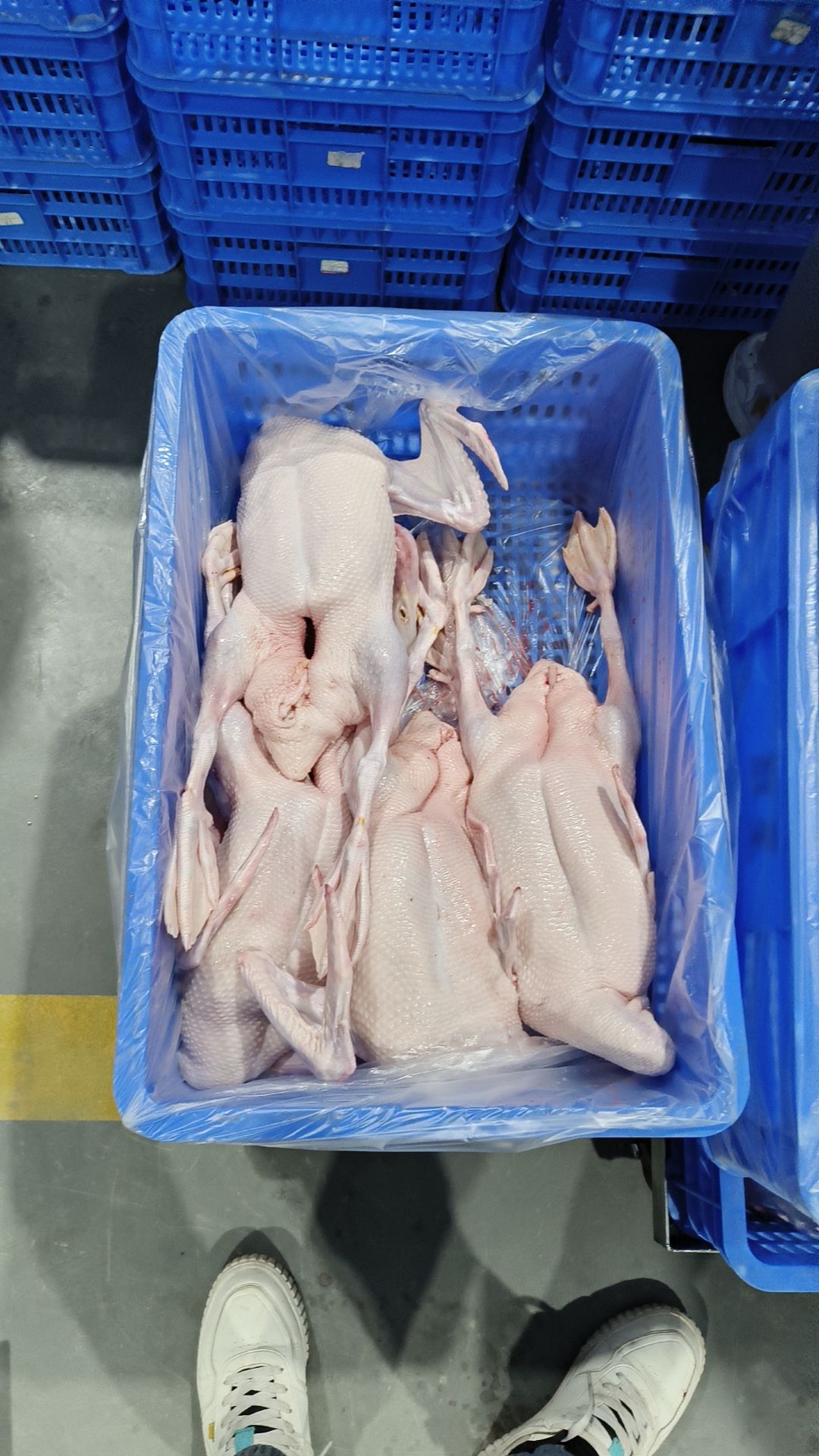 白鸭