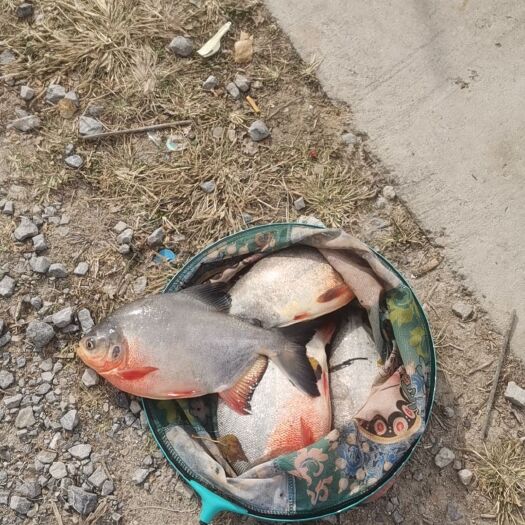 鲤鱼
