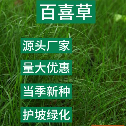 苏州百喜草种子道路护坡水土保持牧草草籽公路堤坝绿化种子