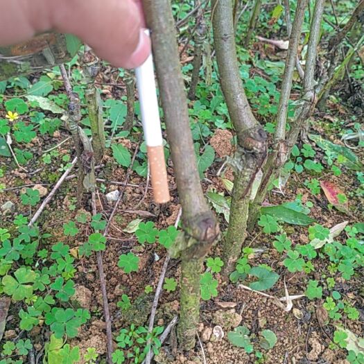 阳朔县锦绣黄桃苗，两年苗 ，品种纯正