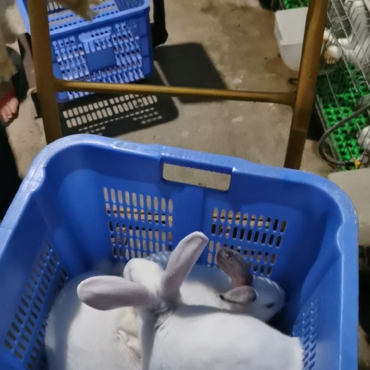 新兴县肉兔，种兔，仔兔