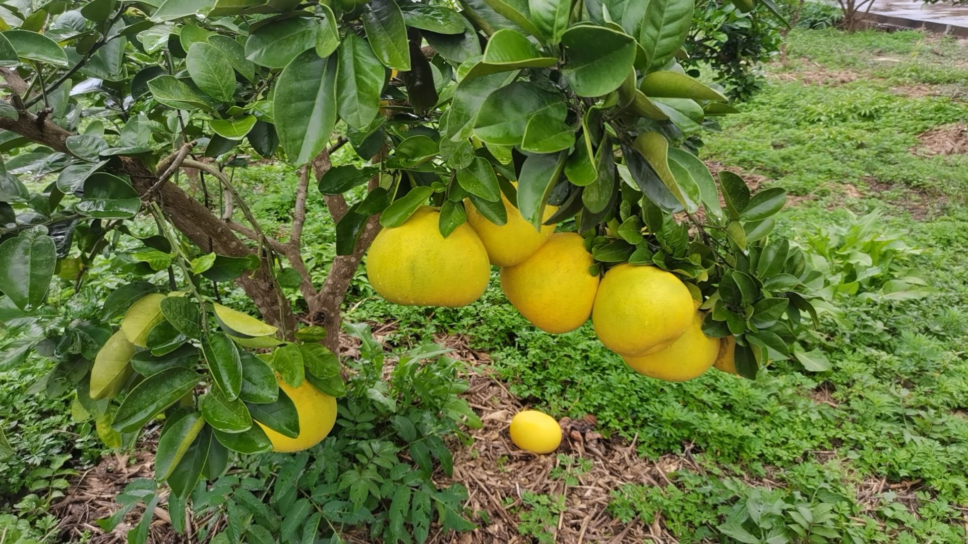 梁平柚
