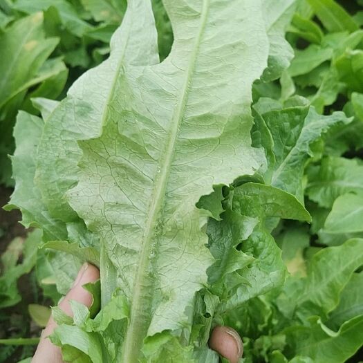 西华县精品油麦菜