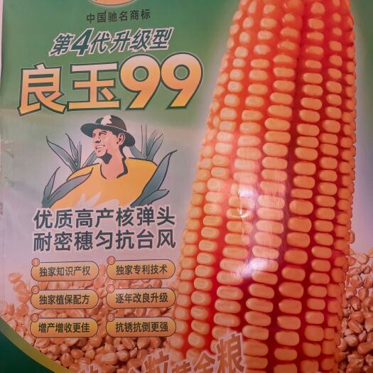 郑州丹东良玉99玉米种子第四代国审产量高扛倒能力突出