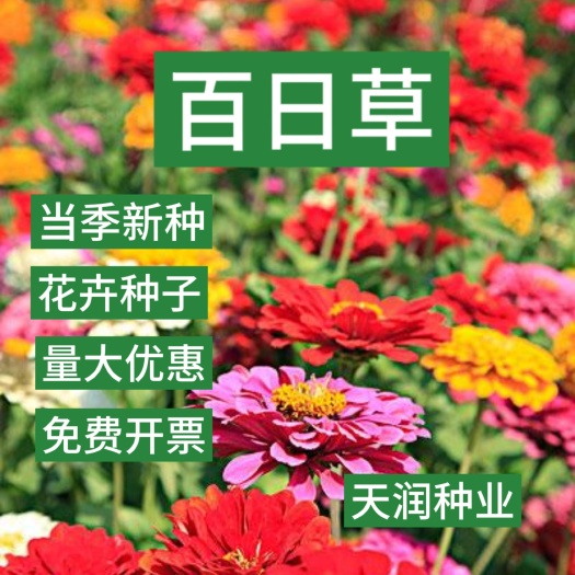 百日草种子百日菊花籽四季易活开花不断重瓣室外庭院野花景观花海