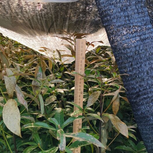 奉新县金丝楠木杯苗