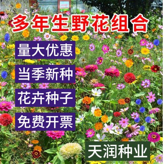 苏州多连生野花组合种子花海庭院绿化四季开花耐寒耐热易活护坡景观花