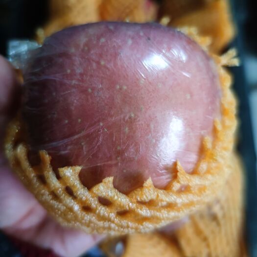贵阳红富士