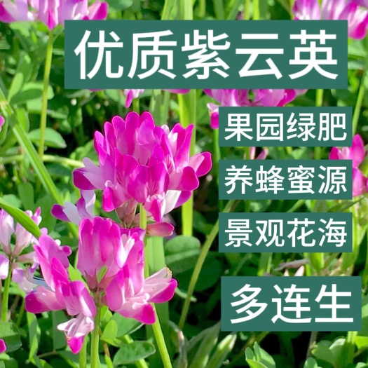 苏州紫云英种子红花草籽种固氮果园绿肥种子养蜂蜜源饲用种子牧草种子