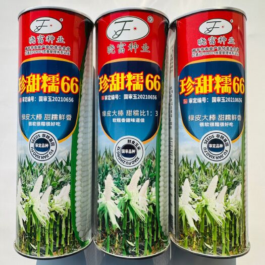 沭阳县国审白甜糯玉米种子晓富珍甜糯66鲜食大棒型甜糯玉米种子