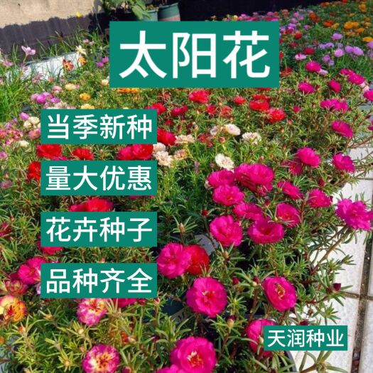 重瓣太阳花种子阳台盆栽室内外花卉种子庭院景观易活四季开花种子