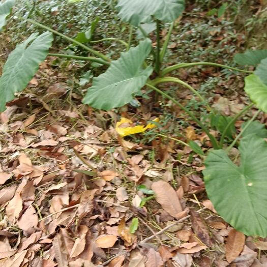 保亭县海芋