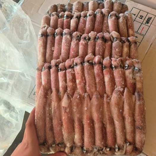 福州拖网鱿鱼 拖网6号