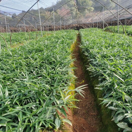 宁洱县川不倒苗姜型黄精