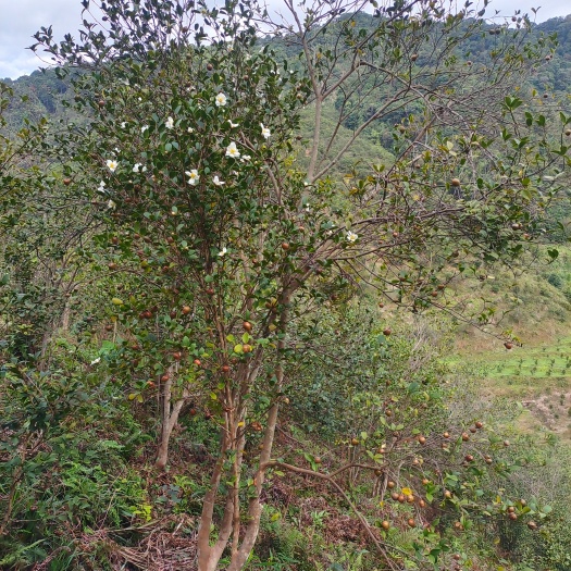 开化县山茶油