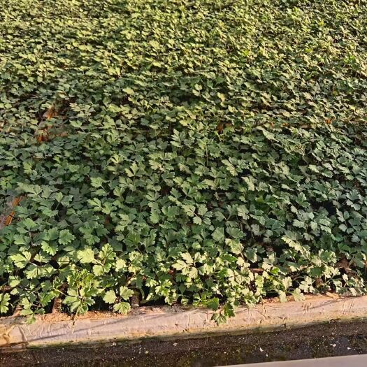 嵩明县又到每年的季节下当归苗的季节到了，需要下当归苗的欢迎来预订，