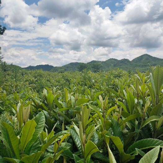 威宁县地径1至4公分实生枇杷苗