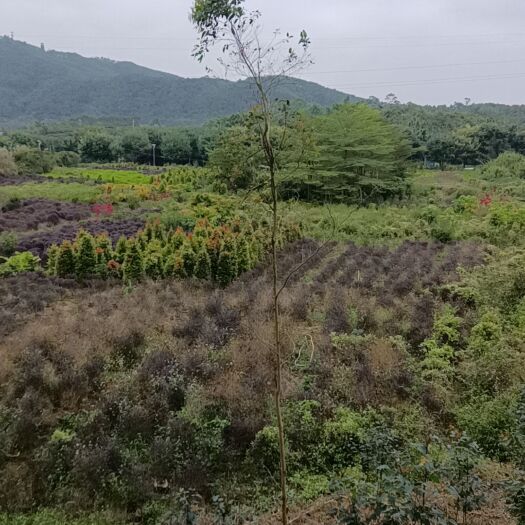 肇庆桂花树绿化树