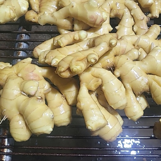 海城市生姜