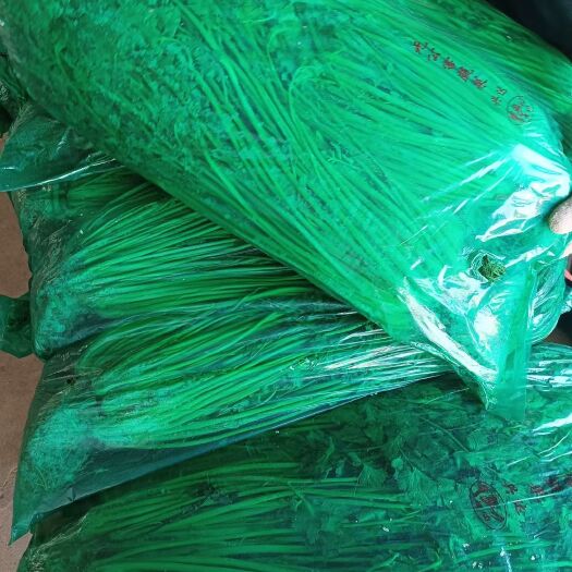 平度市精品平度铁杆青香菜