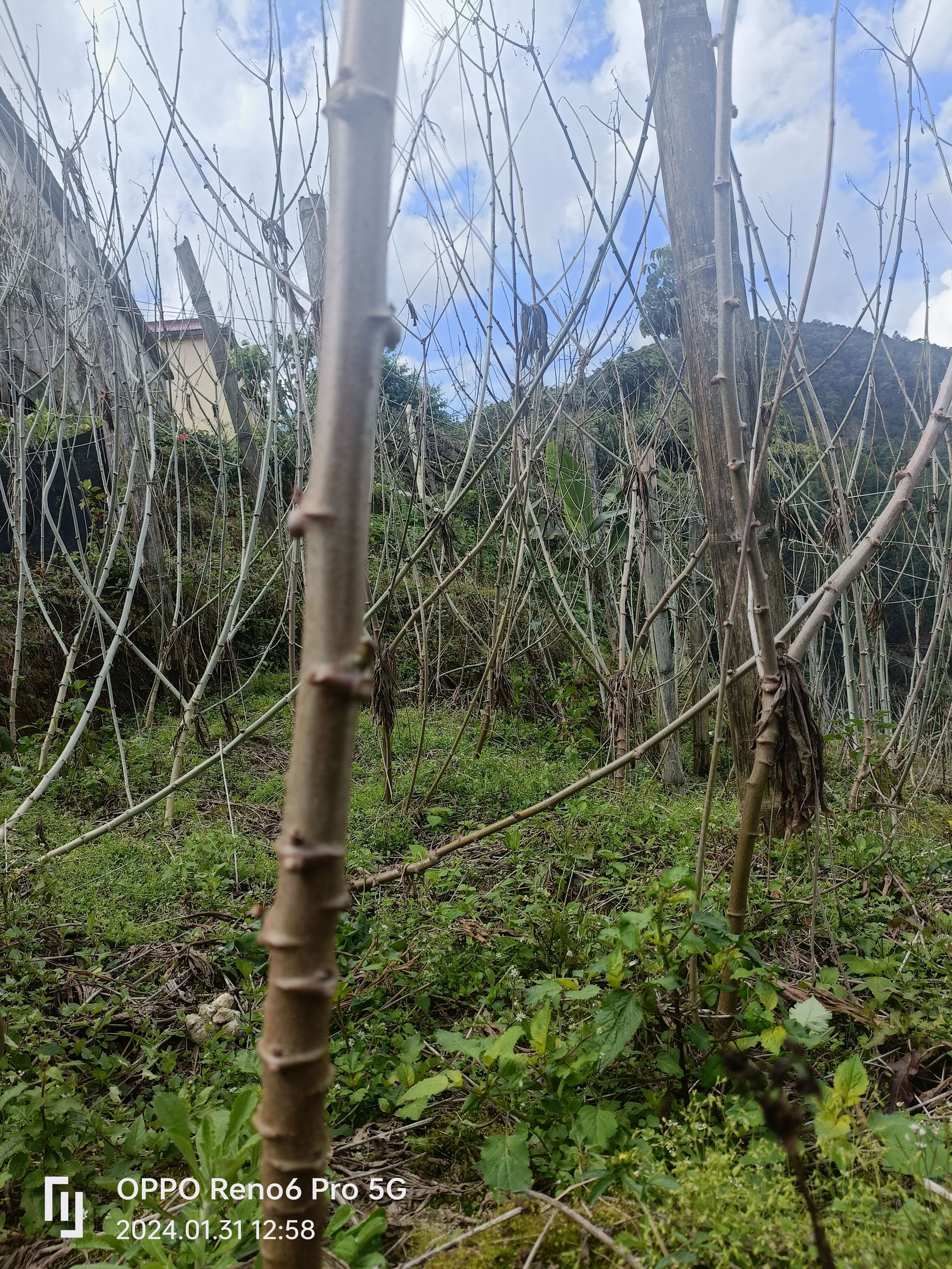 木薯种苗(淀粉专用)