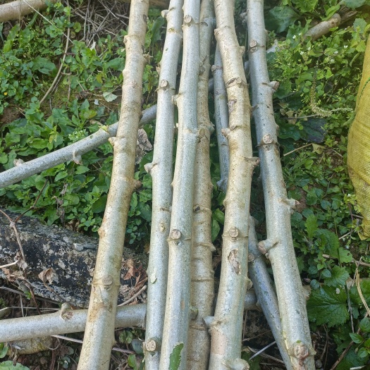 金平县木薯种苗(淀粉专用)