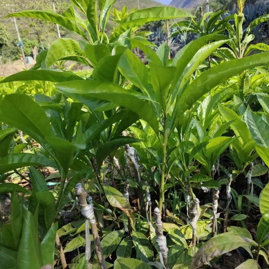 耀堂仙桃嫁接苗，带土带叶片，实生苗。