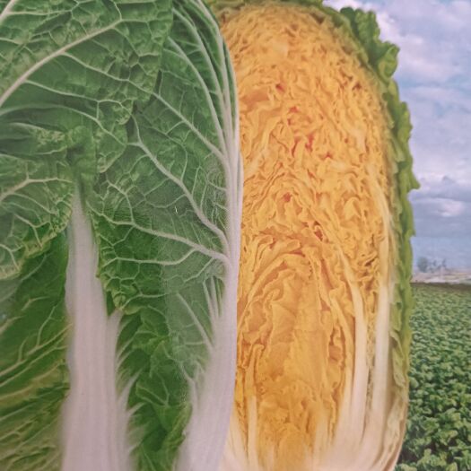 桑植县娃娃菜