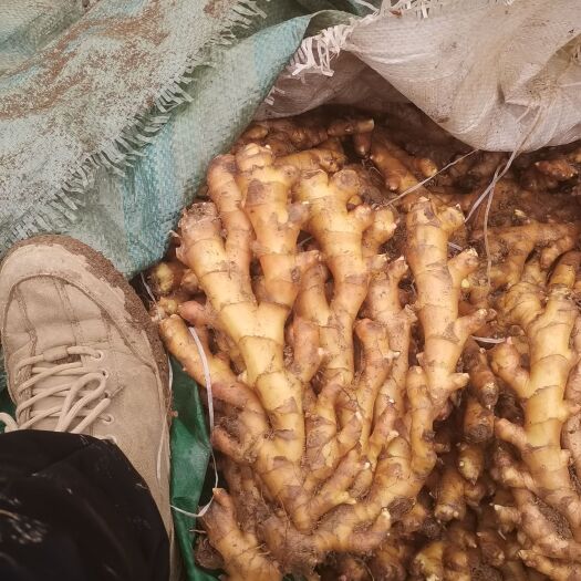 象州县广西精品黄姜