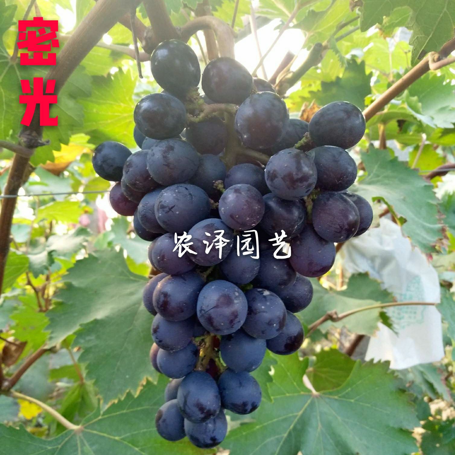 蜜光葡萄苗 早熟葡萄苗大棚葡萄苗一年生种苗  免费技术指导