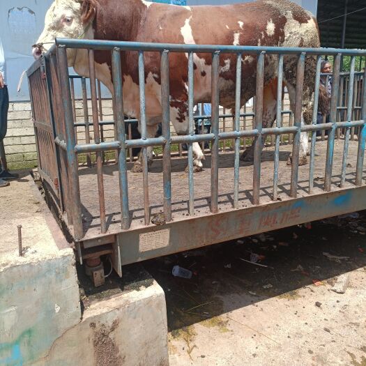 威宁县肉牛