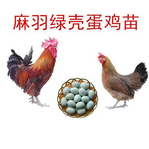 湖南衡阳孵化场，厂家直销麻羽绿壳蛋鸡苗，质量保证，全国包邮