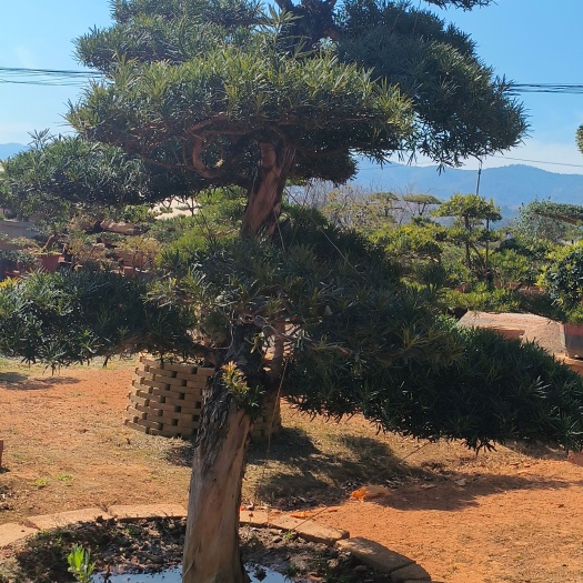 罗汉松