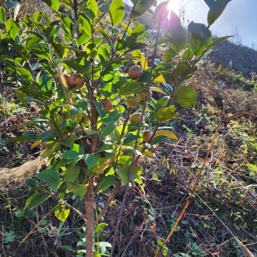 南丹县6年油茶树，四千亩，已收果，转30年