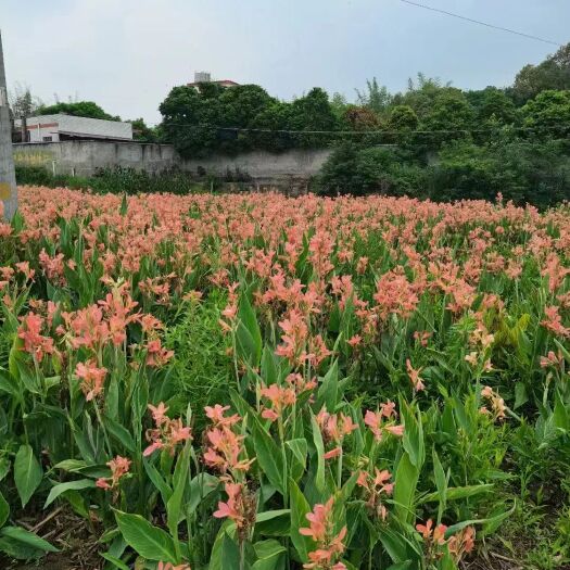 乐至县水生粉花美人蕉种子